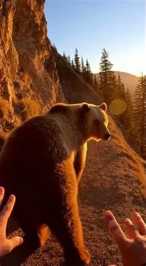 Grizzly Blocks Only Exit From Mountain Trail! #wildlife #lifeisbutadream #whowillbemylifepartnerta