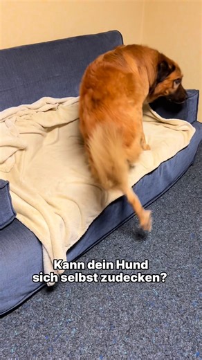 Anzeige 🐶🚘 Friert ihr bei dem kalten Wetter auch so, Leute? 🥶 Hundetrainer Marcel @marcelwunderlich hat die Lösung für uns und zeigt uns, wie euer Hund lernt, sich ganz allein zuzudecken. Marcel’s Bonustipp: „Es gibt viele Möglichkeiten, ein Zudecken aufzubauen. Du kannst es alternativ z.B. über ein „Festhalten“ und „Dreh dich“ probieren. Manche Hunde werden auch beim Clickern kreativ — schau doch mal, was dein Hund anbietet, wenn du die Decke interessant machst.“ So habt ihr die Chance, den 