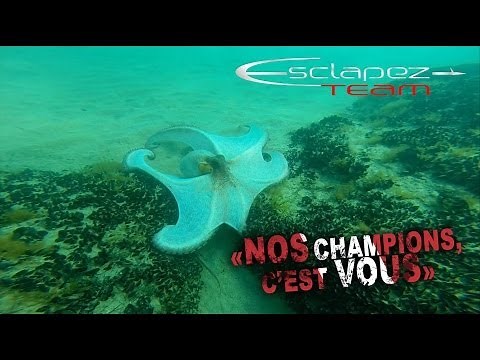 Chasse sous-marine au Calamar à Leucate