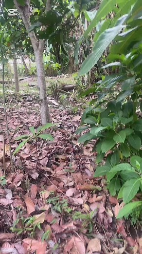 Posting again because tiktok muted my audio. River bathing at Teiku Tayrona #colombia #tayronapark #vegana #adventure #jungle #communityliving #love #alchemyofself