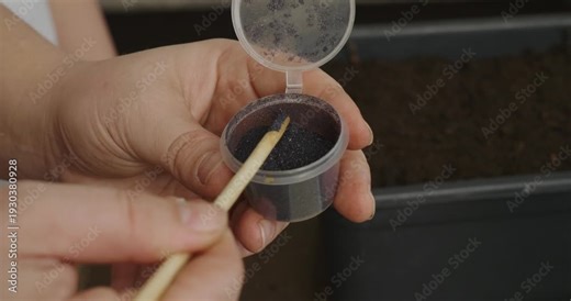 Female gardener's hands using a wooden stick to scoop potassium permanganate crystals into a container, preparing a homemade fungicide and antiseptic solution for plant care.