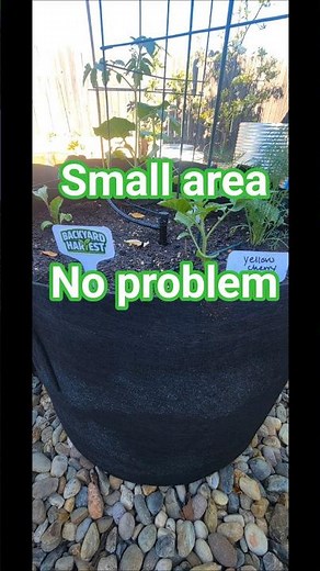How Much Can You REALLY Grow in 3 Grow Bags? 🌱
