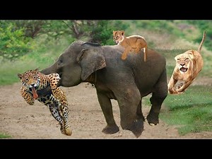 Unbelievable! Angry Elephant Attacks Crazy Leopard To Save Lion Cub From A Terrifying Hunt