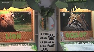 Tampa Bay's first augmented reality zoo opens in North Tampa