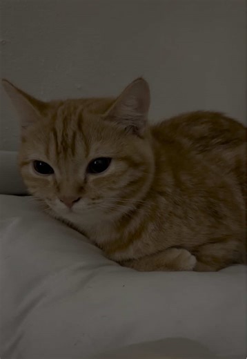 Good Night with Yuzumeow the Scottish Cat