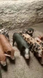 60 Healthy Piglets Available for Sale Breed: Duroc Crossbreeds Quantity: 60 strong, well-grown piglets Price: KSh 5,000 each Location: Lusoi – Narumoro These piglets come from a well-managed herd, balanced on good genetics and proper nutrition — ideal for farmers looking to grow productive stock. 📞 Call/WhatsApp: 254 711 430249 Vet. Bremmason Walela 0759 307175 Book yours early while they’re still available. | Vet. Bremmason Walela