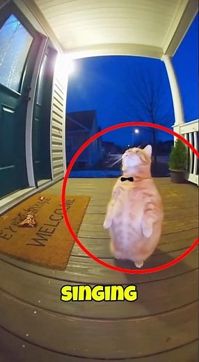 Funny Cat Singing Opera on Man's Front Yard 😂🐈