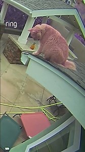 Teamwork! 🐱 John saw Simba in distress on the roof through his Ring camera and rushed to help.