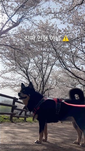 누가 벚꽃 밑에 귀여운 시바견 인형 두고 갔나요? 👀 #시바견