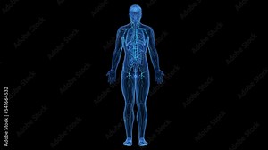 3d rendered medical animation of the lymphatic system