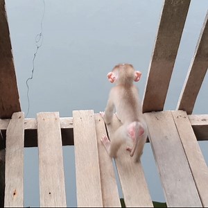 So scare when baby AMean looking fish in water | Monkey Mean Mean