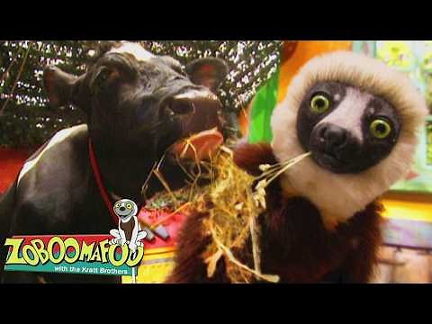 Cool Animal Secret! Cow's Second Stomach! | Zoboomafoo - WildBrain | Learn about Animals!