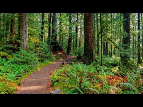 Forest Trail - Hike in Nature Through Pristine Forest