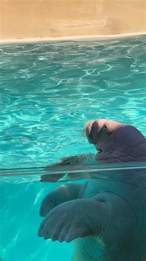 Walrus #walruses #reels | Buckyツ