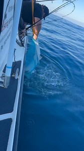 Use a gaff use a net you just don’t get em all 🤷‍♂️ | Matthew Hunt Fishing Services Portland