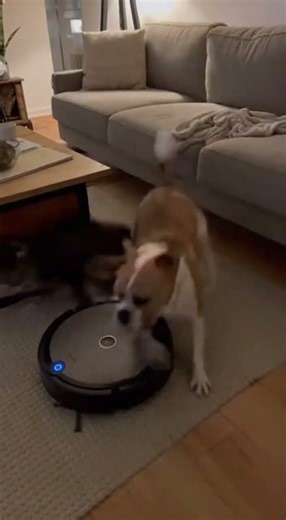 Gato Vs Aspirador Robô: Caos na Sala!