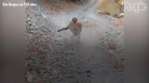 Utah Hiker Captures Tense Encounter with Cougar on Camera
