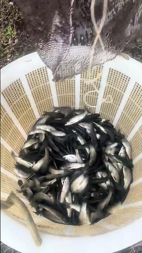 A Pond Full of Fish 🐟🌊 | Calm, Natural & So Relaxing