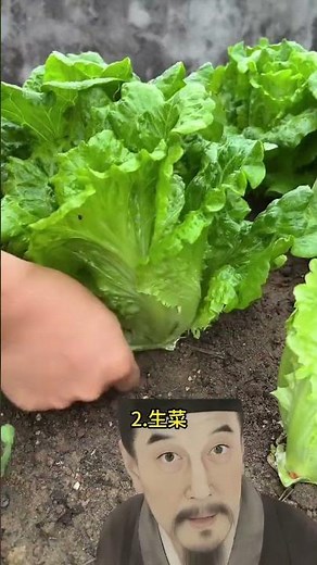 12 Easy Spring Veggies to Plant: Start Your Garden Now