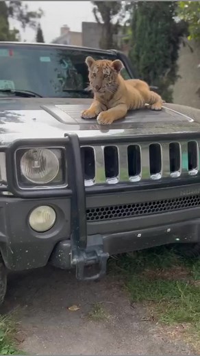 Playful Young Tiger Cub Enjoys Outdoor Adventure