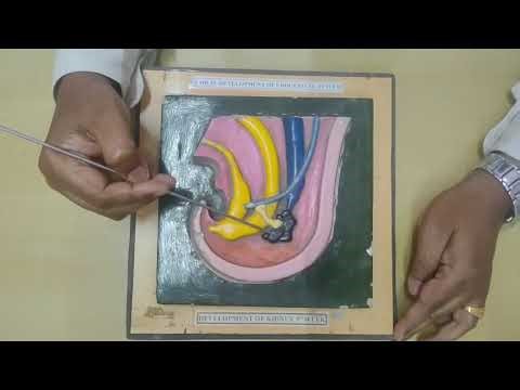 Development of Kidney Explained Using Embryology Model | Step-by-Step