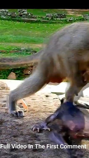 Big monkey hits baby monkey nearly to die | Monkey history 2024