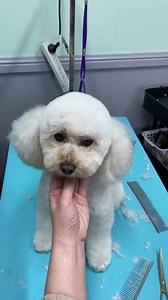 1.5K views · 25 reactions | Beautiful COCO peekapoo. She so popular and very much famous. Groom by groomer J today | Pets on the Point at Glebe | Facebook