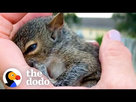 Woman Saves An Orphaned Baby Squirrel | The Dodo