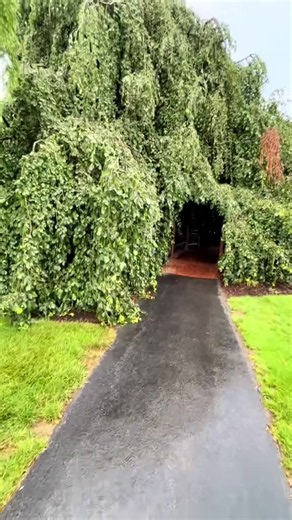 Tree Magic Meditation: Communing with a Tree for Mindfulness