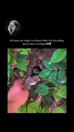 Seltsam Wild on Instagram: "Die auf der Insel Sumatra vorkommende Königskobra gehört zu einer eigenständigen Artlinie, die erst vor Kurzem von Wissenschaftlern anerkannt wurde. Hier sind die wichtigsten Informationen zur Königskobra auf Sumatra: Wissenschaftliche Klassifikation (die Sumatra-Linie) Ursprüngliche Einordnung: Fast zwei Jahrhunderte lang wurden alle Königskobras als eine einzige Art klassifiziert: Ophiophagus hannah. Aktuelle Klassifikation: Neuere genetische und morphologische Stud