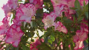 SLOW MOTION, CLOSE UP: Lush blooming azalea with white flowers and pink edges. Bright and beautiful azalea blossom in sunny spring garden. Warm spring sun rays gently shining through flowering azalea.