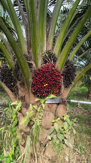 Dodos sawit buah yang sudah gantung #fyp #kerjahari #panensawit #dodossawit #sawitmalaysia