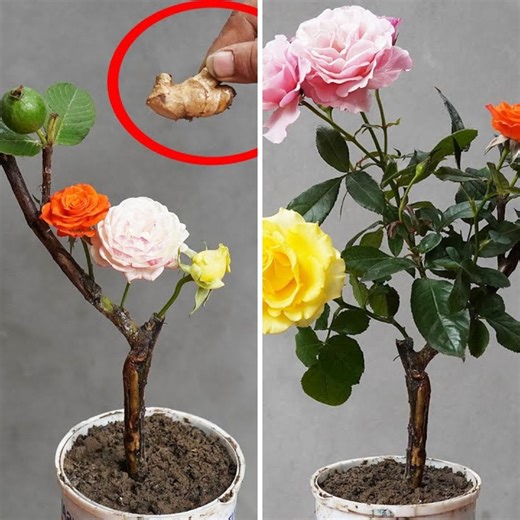 The Elegant Technique of Grafting Roses onto Guava Trees🌹 | DIY Balcony Garden