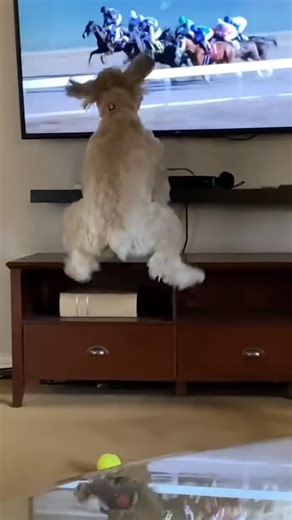 Doggo Chuckles 🐕 on Instagram: "Dogs vs TV 🐶🤣 #doggochuckles #dogoftheday #doglife"