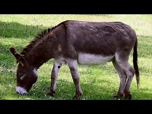 Why Donkeys Mate: The Hidden Purpose Behind Their Reproduction Behavior | Wildlife Documentary