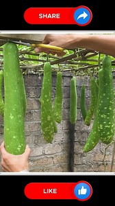 17K views · 83 reactions | Best Tips for Growing Gourd  | Small Vegetable Garden | Facebook