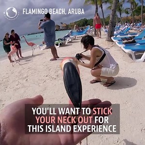 8.1K views · 40 reactions | #flamingo beach at Aruba!  If you've never seen a flamingo up close, here's your chance to!  ❤️ Follow us on IG: instagram.com/travelogcom Cr: Tastemade | Travelog.com | Facebook