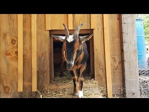 How to Make a Cheap and Easy Goat Scratching Post For Only Three Dollars