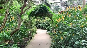 3.3K views · 311 reactions | https://magicwings.com/shop/ Status update. Things are still growing, flying, hopping and walking around our conservatory. Looks like the phases of reopening are moving along. We are going to be cautious about your safety and hope to reopen between phase 3 and 4. We will keep you posted via Facebook and our web sight https://magicwings.com/ We look forward to sharing our paradise with the rest of you soon. | Magic Wings Butterfly Conservatory | Facebook