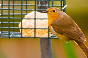 Leftover rice can help birds in February