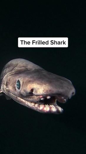The Frilled Shark: Discovering a Living Fossil of the Deep Ocean