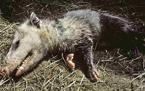 Thanatosis: Some Animals’ Art Of Faking Their Death In The Face Of Danger