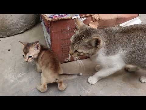 Mom cat talking to her kittens | Mother Cat Calling Her Kitten