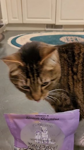 Do you have a picky eater? Is it tough for you to find treats to motivate your dog while training ? My cat PJ is such a picky guy when it comes to food and treats , but even he will sit on command for Wild Vibes Treats, and I have yet to meet a pup that doesn't love them too. #dogtrainingrichmondbc #dogtreats #shoplocal #puppytrainingtips #puppytrainer #catsanddogs #catstagramcat #catsfollowers #positivetraining #puppytreats #puppytrainer #catstagram #treattraining | Shelley Smith