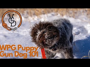 How To Train A Pointing Griffin From Day One