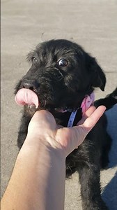 Katie the F1 mini labradoodle