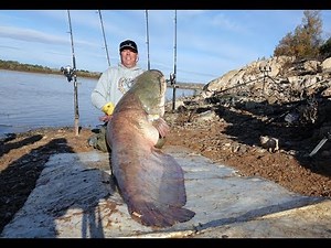 Catch of big Catfish (Silurus glanis) from the River Ebro at Caspe in Spain.