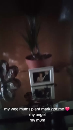 @Miss and Mr CoCo @Miss CoCo @Coco elliott 🩷💙 tha k you mark for my mums plant 🌿 I absolutely love it