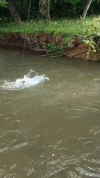 Catching a awesome rainbow trout on a woolly bugger!! #troutfishing