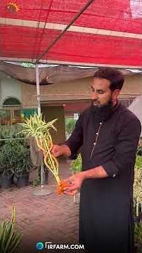 🎍 Lucky Bamboo Plant | Office Aur Ghar Ke Liye Best Indoor Plant!